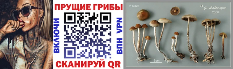 Псилоцибиновые грибы ЛСД  Купить где  Чита 